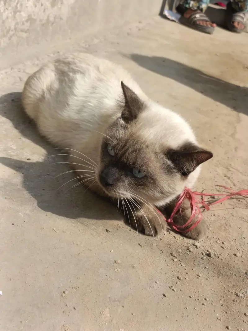 siamese — photo 3