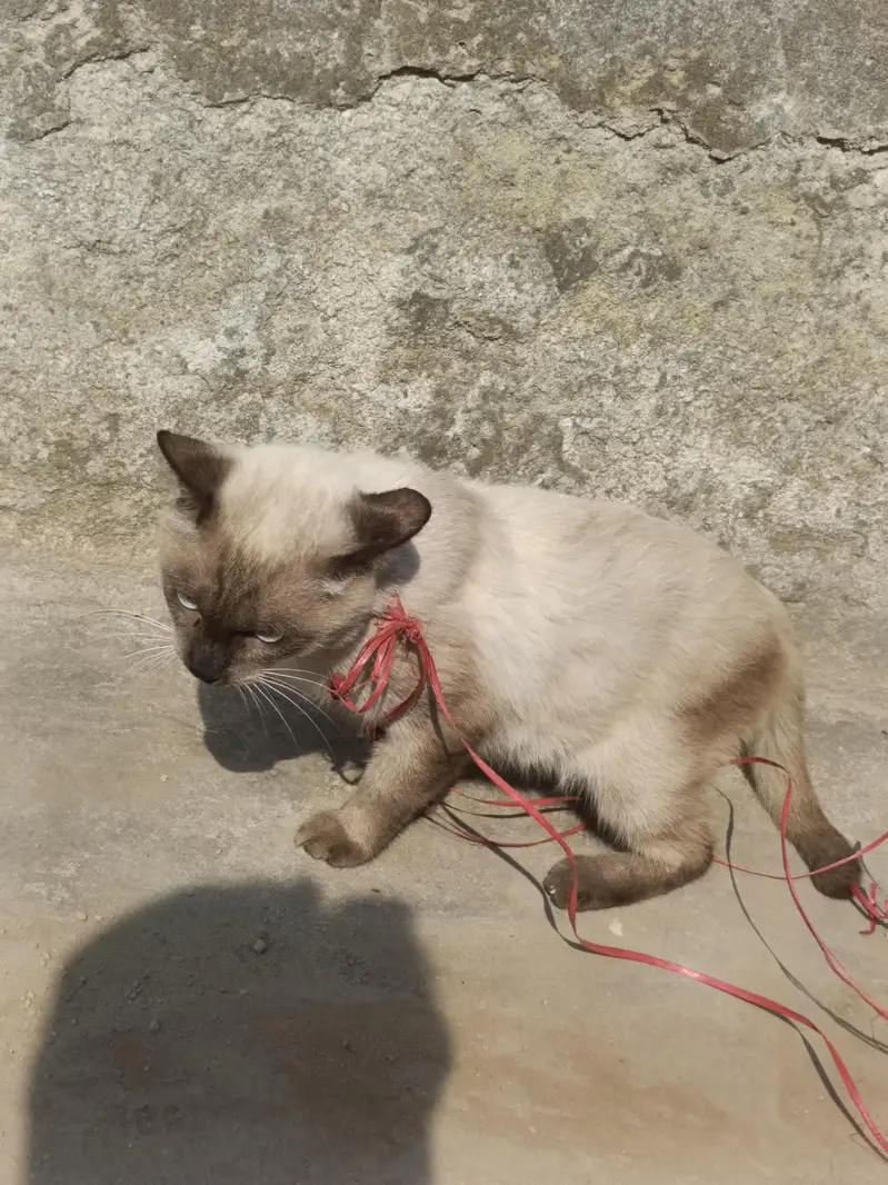 siamese — photo 4