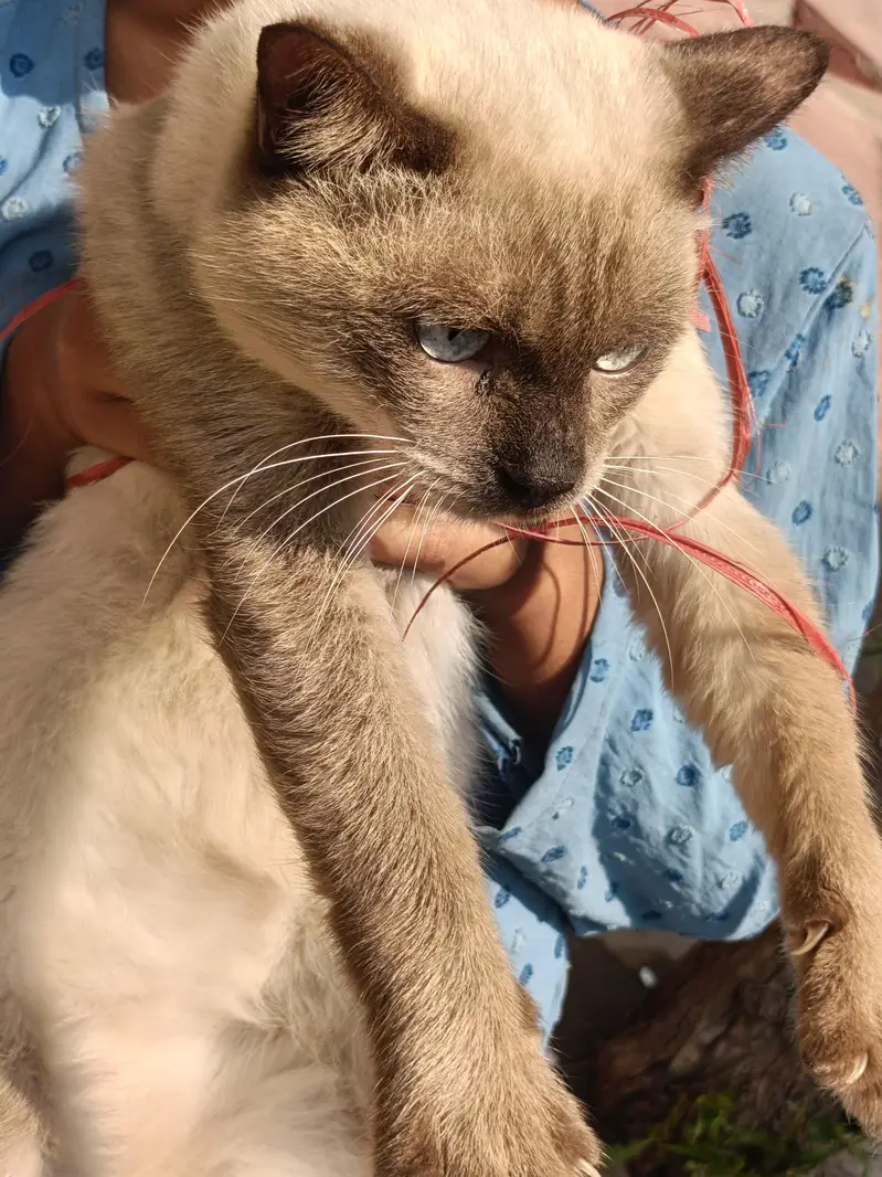 siamese — photo 5
