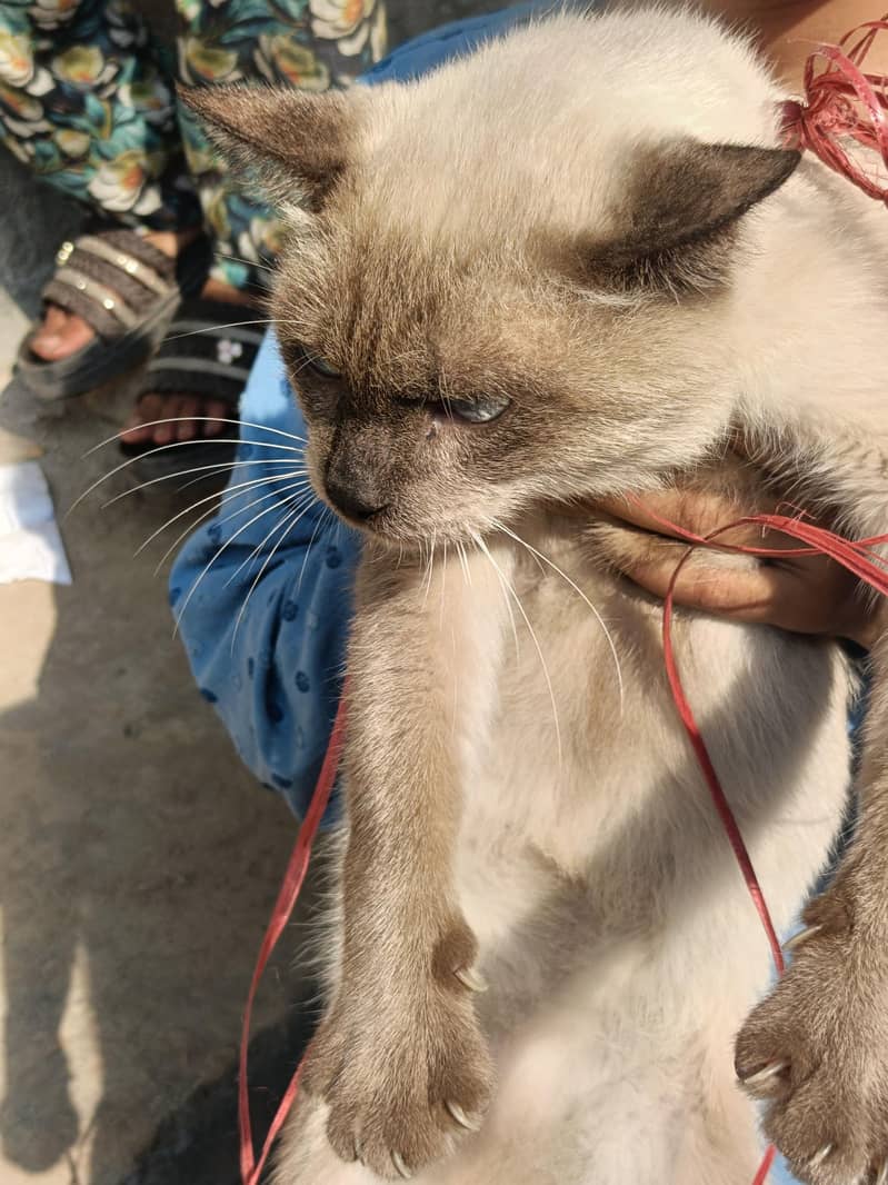 siamese 5