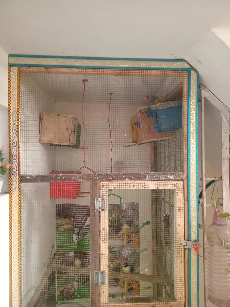 goldian — photo 7
