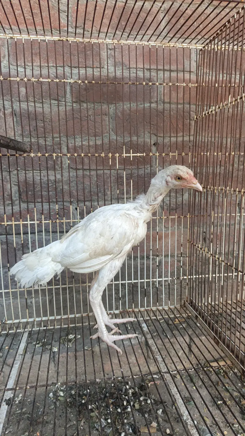 pure aseel heera male healthy — photo 2