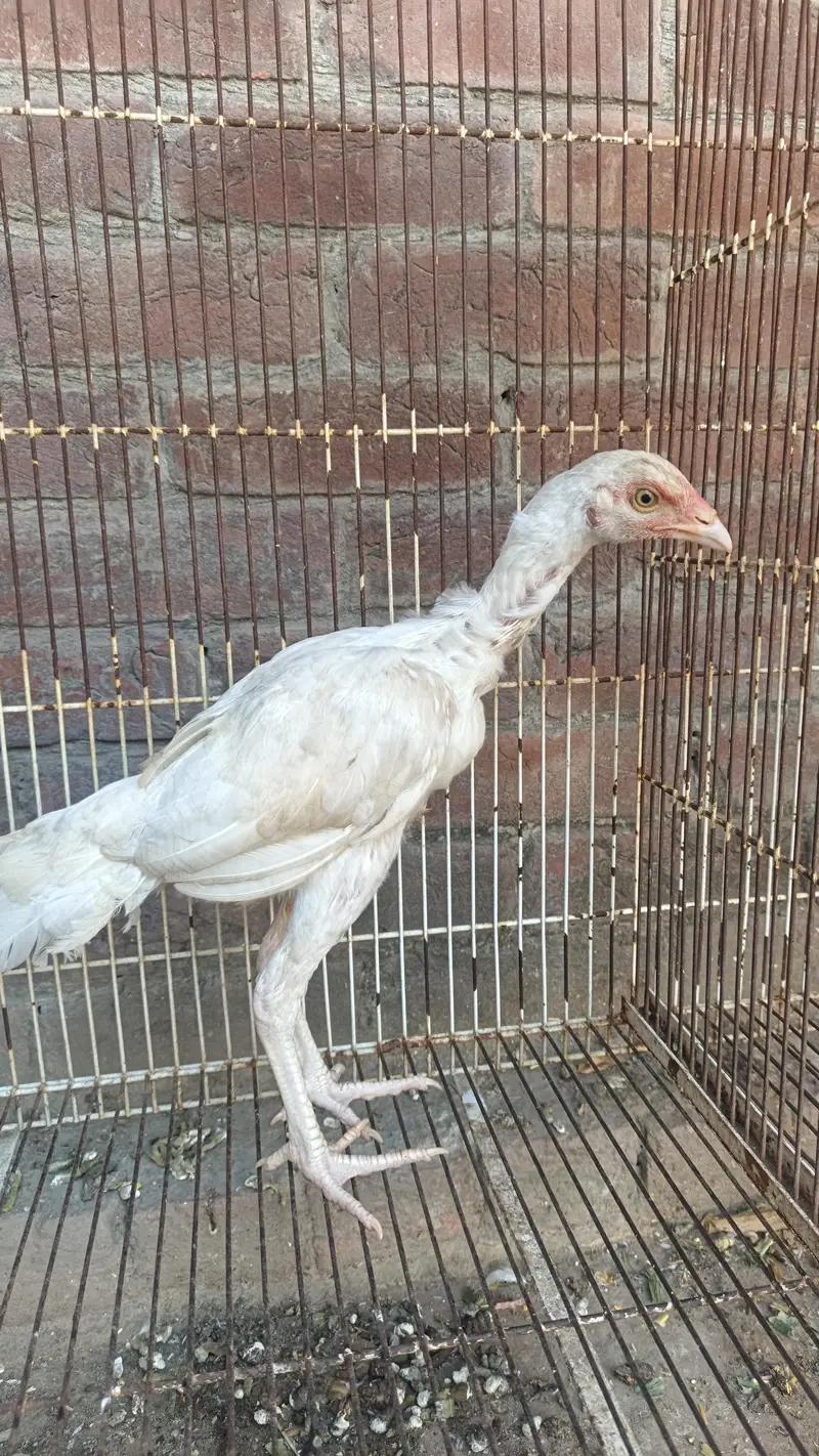pure aseel heera male healthy — photo 3