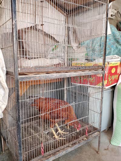 parrot hens cage