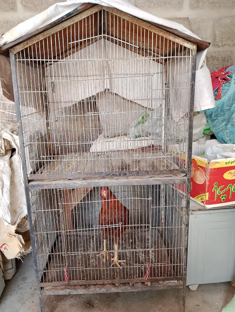 parrot hens cage — photo 2