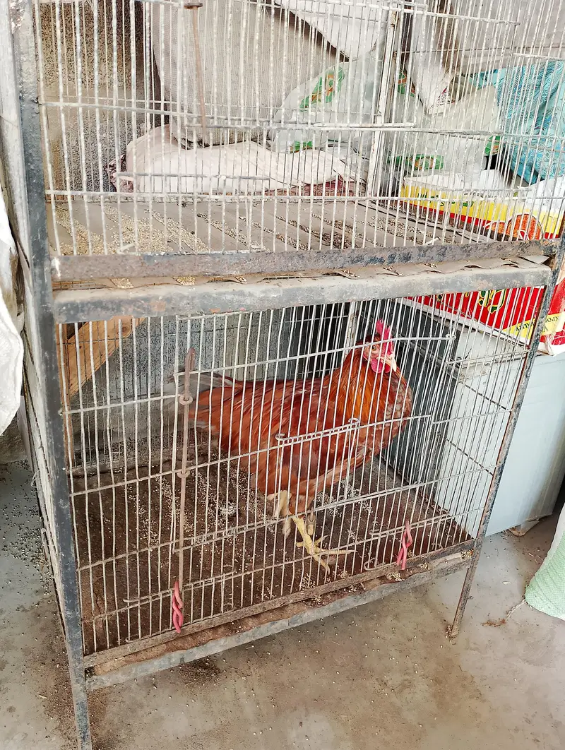 parrot hens cage — photo 3