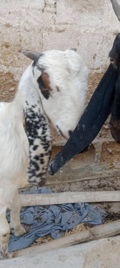 Beetal cross bakri for sale