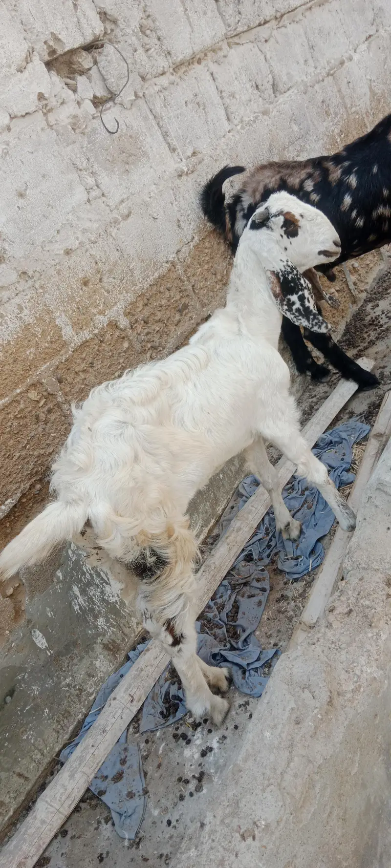 Beetal cross bakri for sale — photo 2