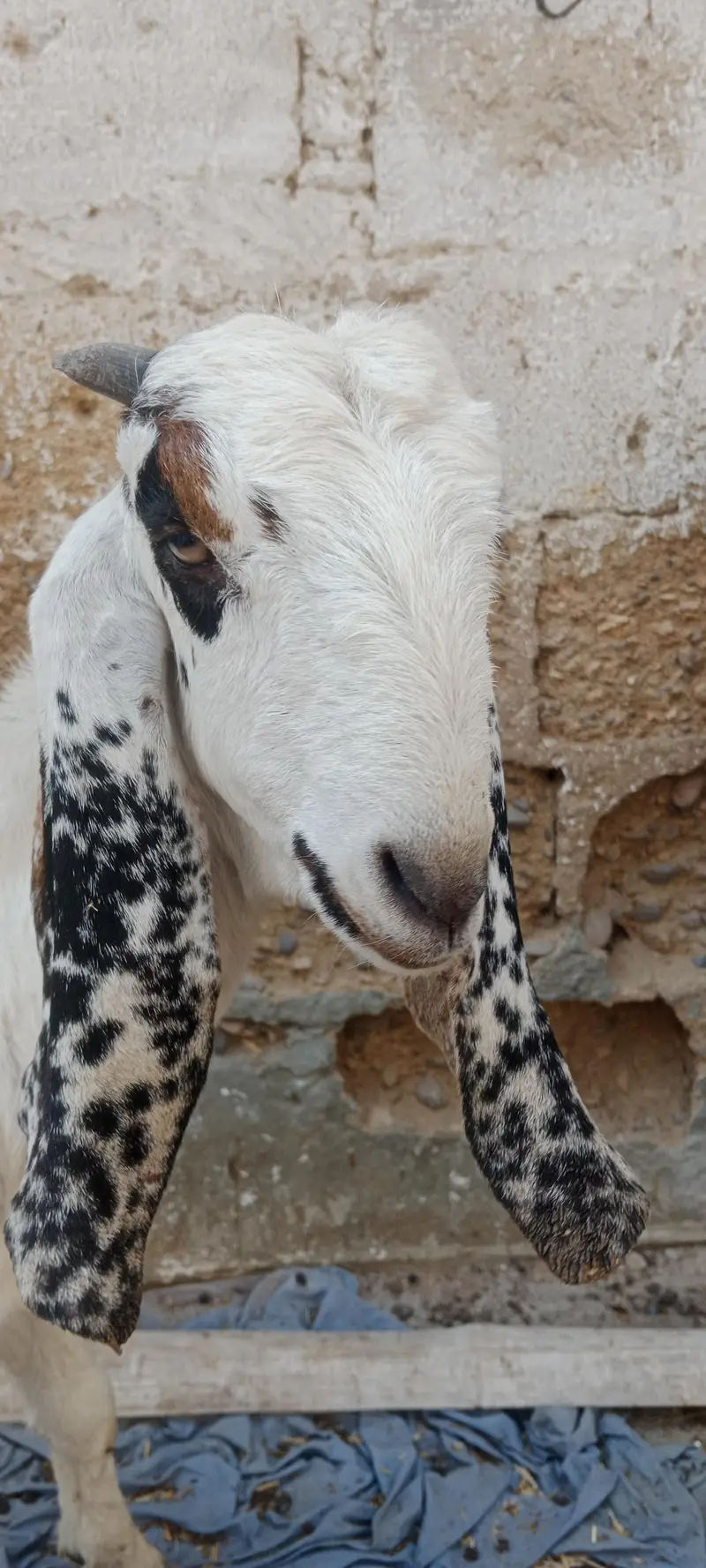 Beetal cross bakri for sale — photo 3