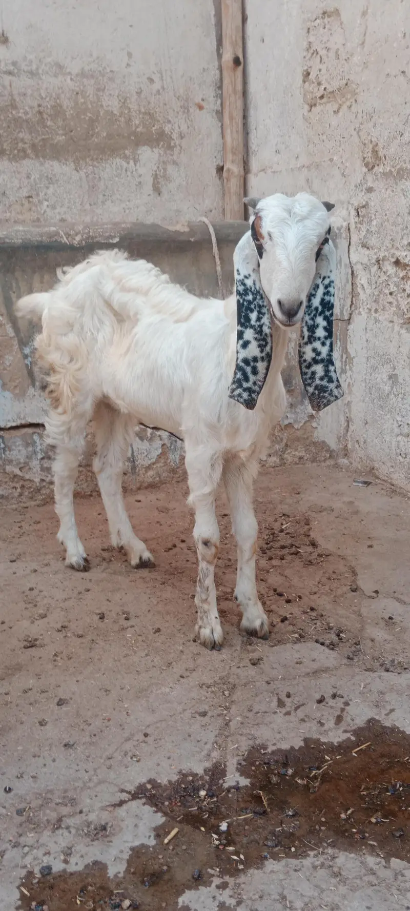 Beetal cross bakri for sale — photo 4