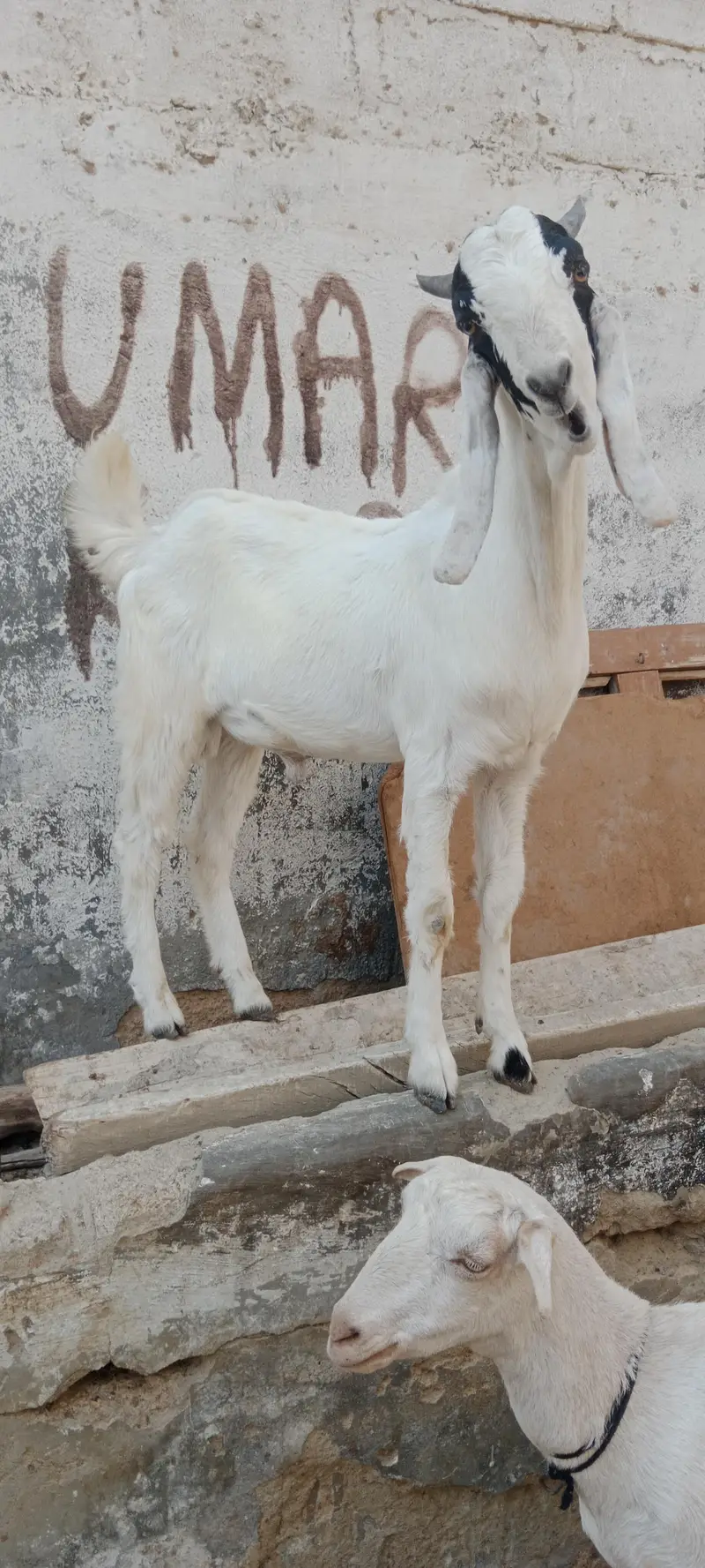 Beetal cross bakri for sale — photo 5