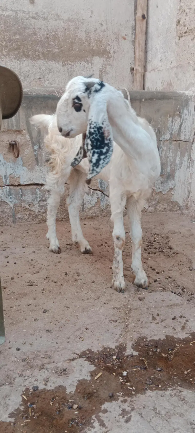 Beetal cross bakri for sale — photo 6