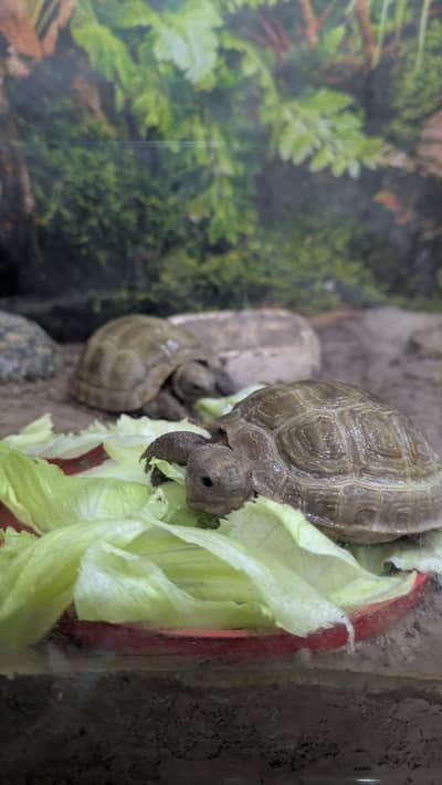 Russian Tortoise