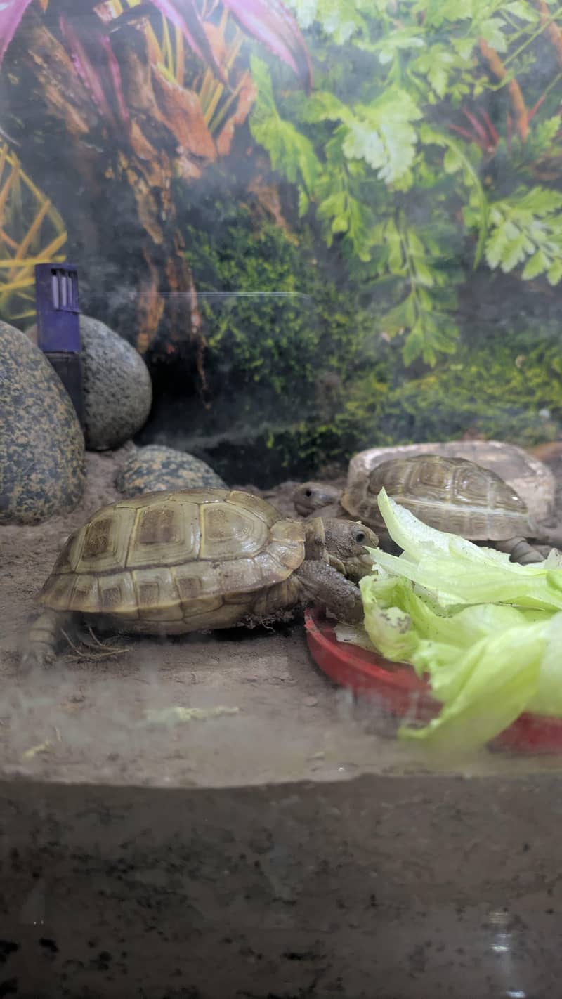 Russian Tortoise 1