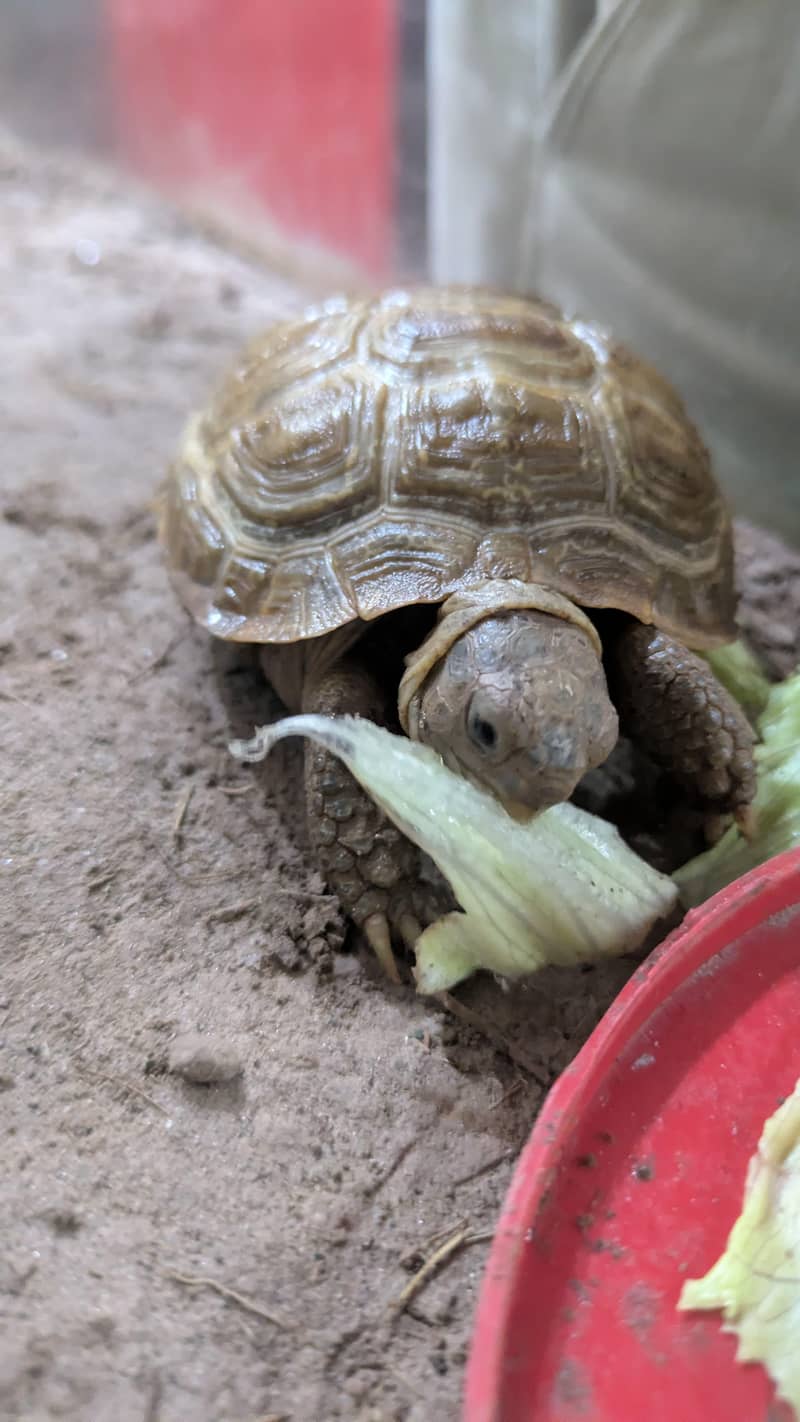 Russian Tortoise 2