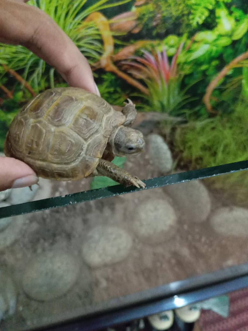Russian Tortoise 3