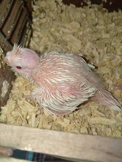 Cocktail chicks for sale