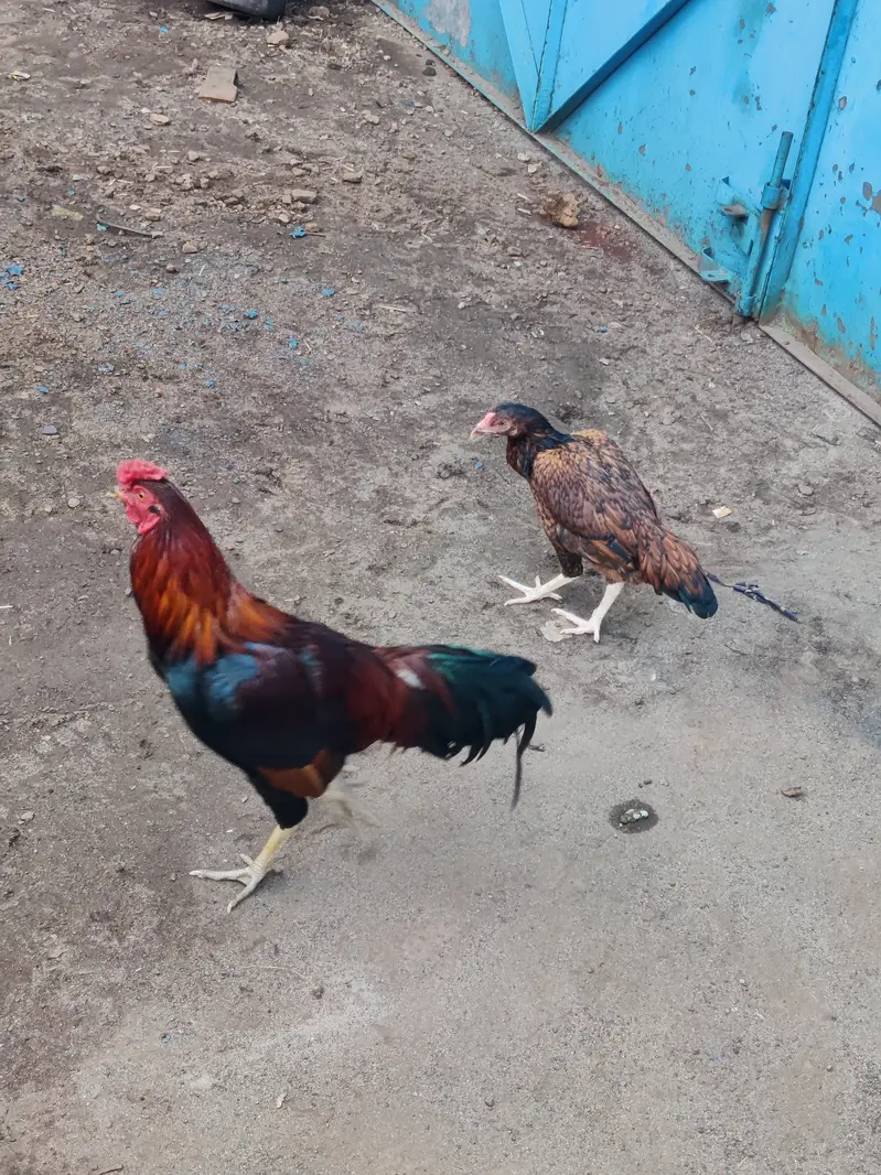 Aseel cross pair 03211637078 — photo 3