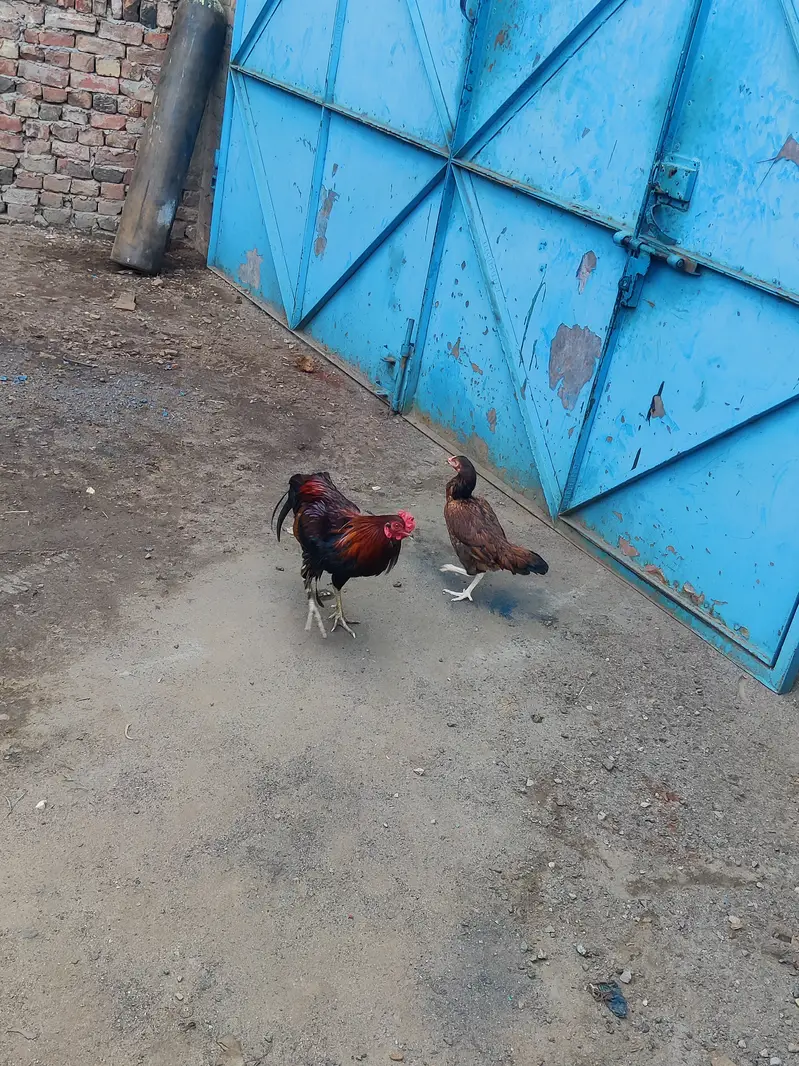 Aseel cross pair 03211637078 — photo 4