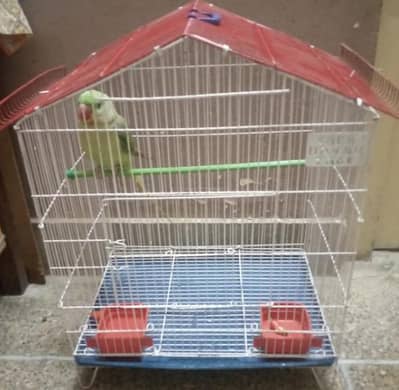 Raw Parrot for sale