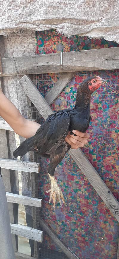 Burmi female / Burmi chiks