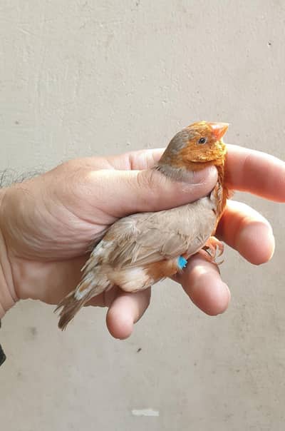 coctaiel red Australian exifinch full orange