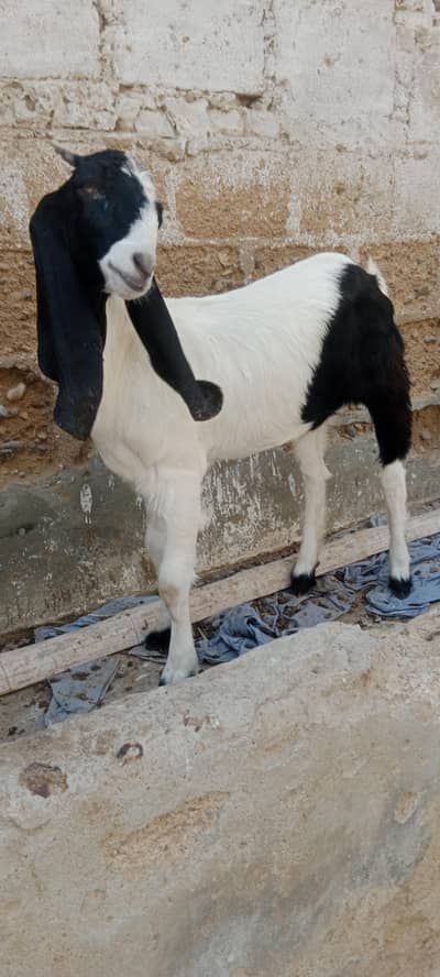 Bakri pat for sale pateri nasal hai