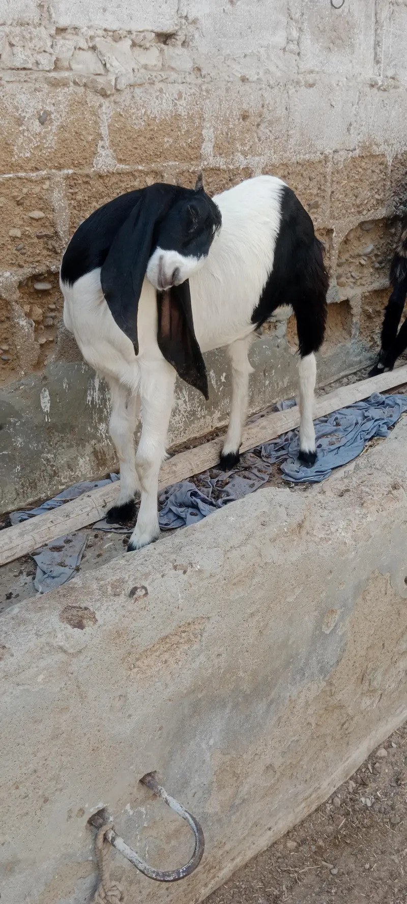 Bakri pat for sale pateri nasal hai — photo 2