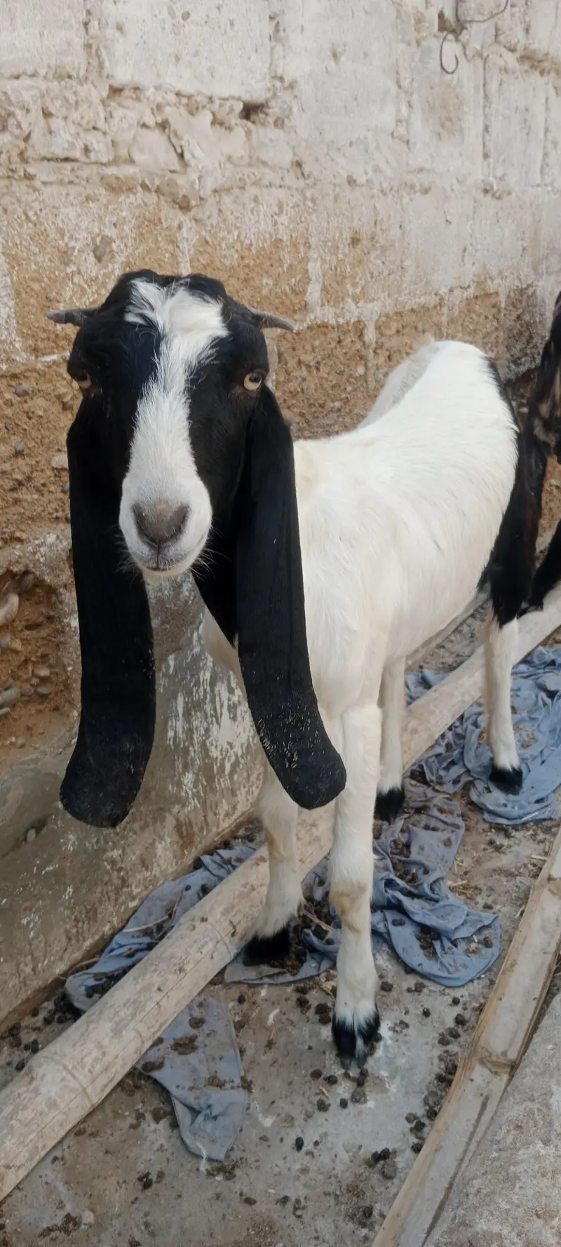 Bakri pat for sale pateri nasal hai — photo 3