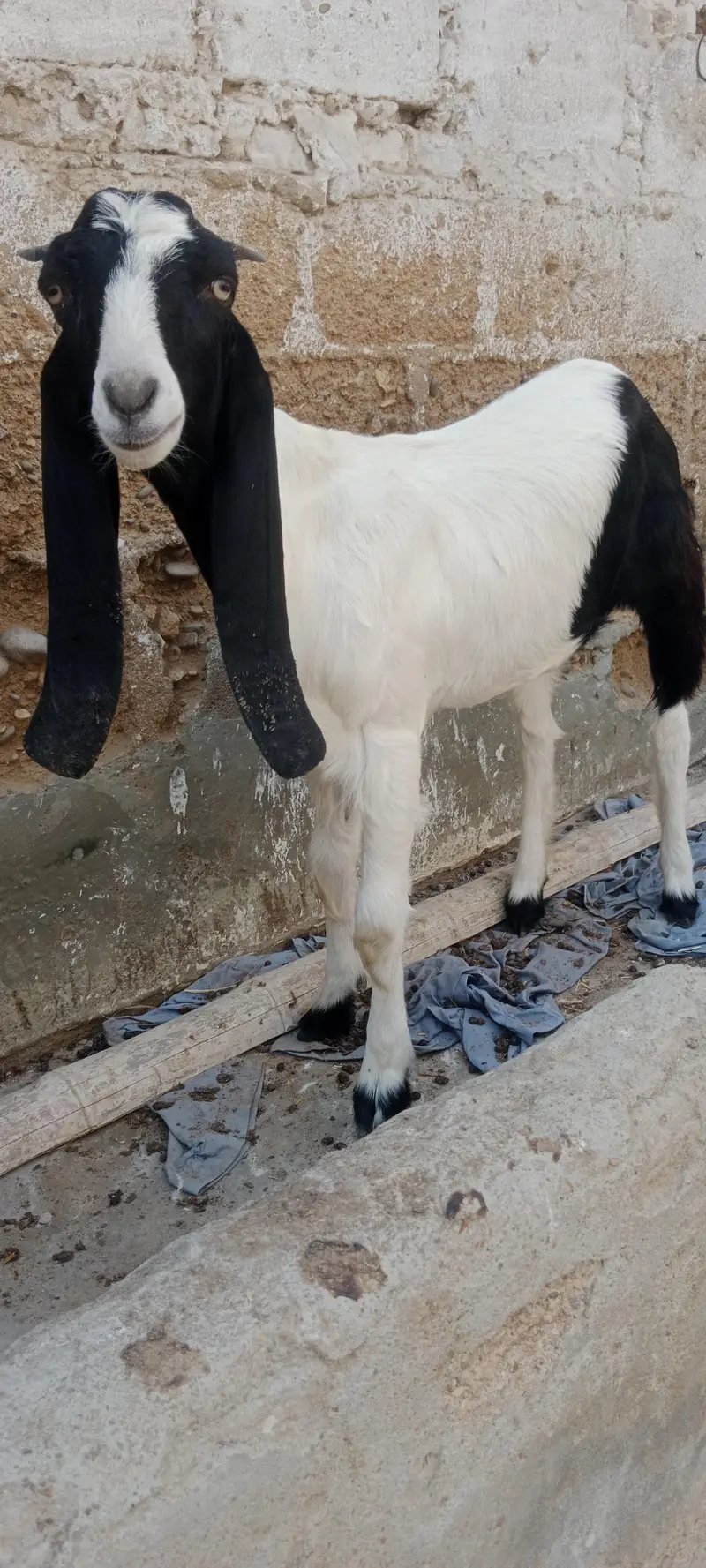 Bakri pat for sale pateri nasal hai — photo 4