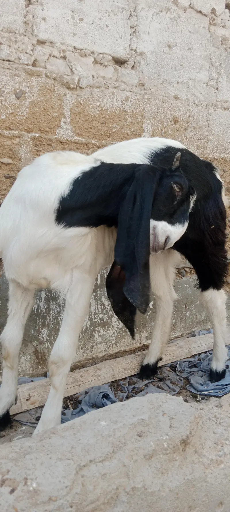 Bakri pat for sale pateri nasal hai — photo 5