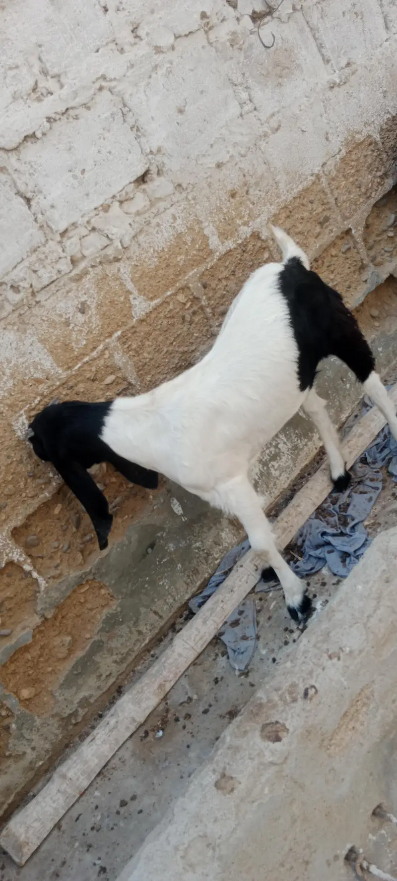 Bakri pat for sale pateri nasal hai — photo 7