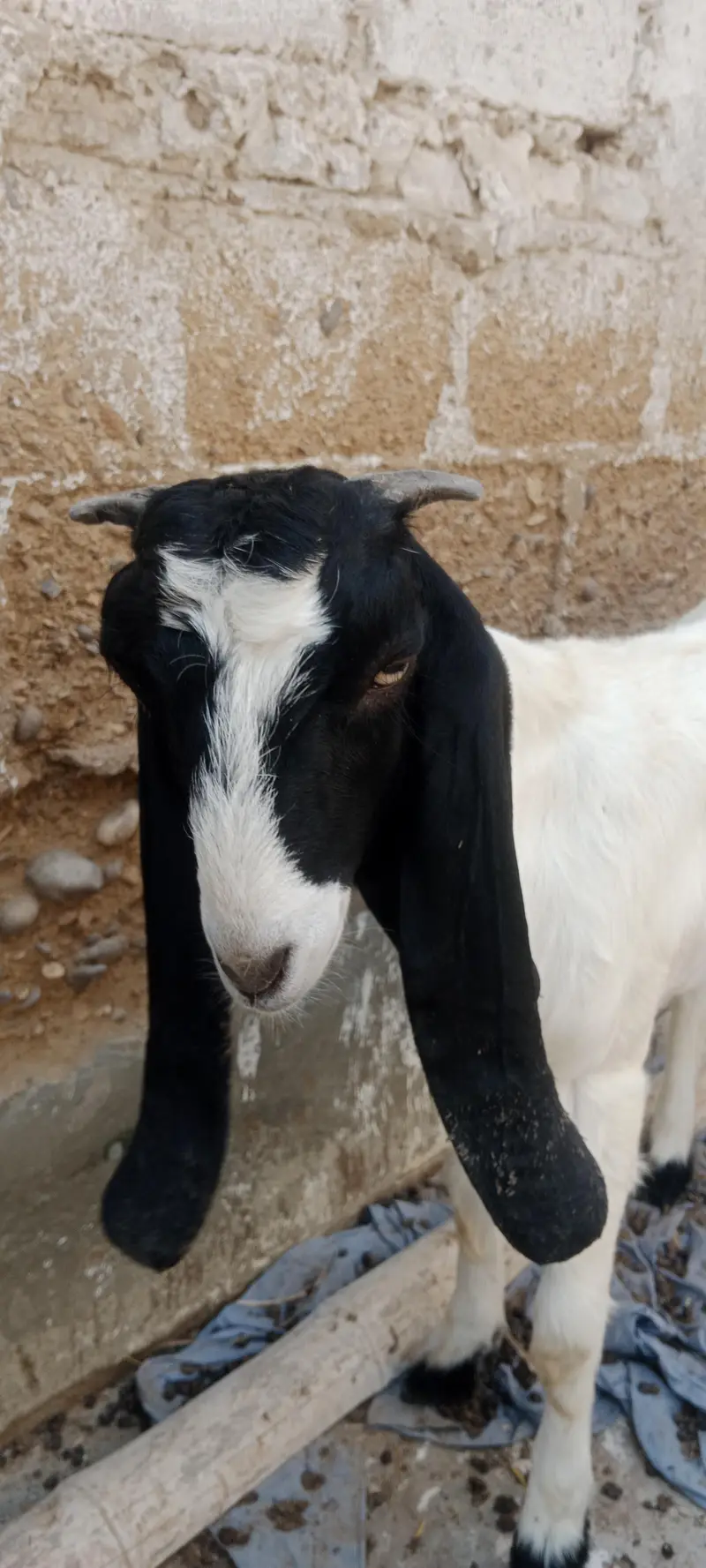 Bakri pat for sale pateri nasal hai — photo 8