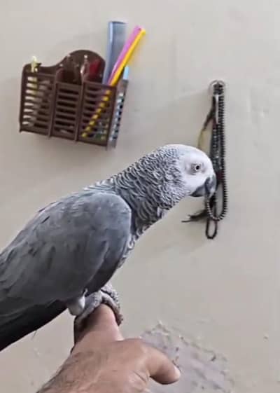 African grey parrot