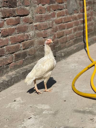 Quality Pure Heera Female