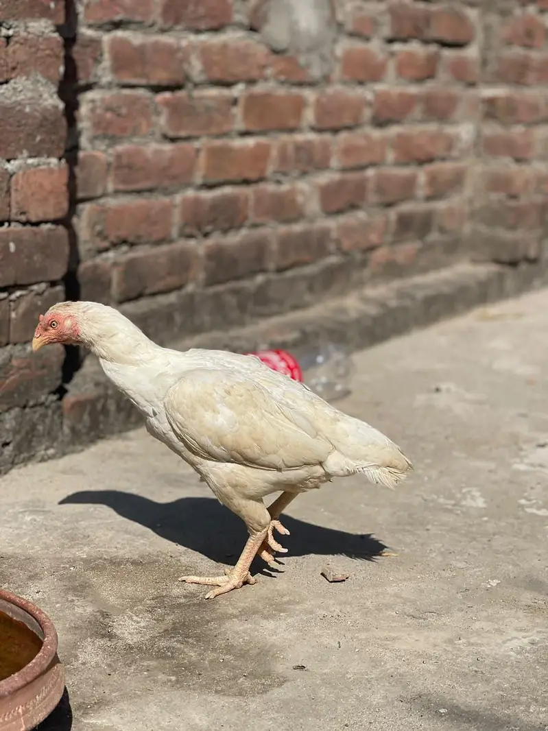 Quality Pure Heera Female — photo 2