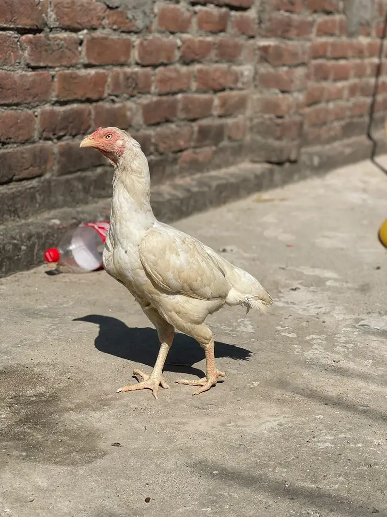 Quality Pure Heera Female — photo 3