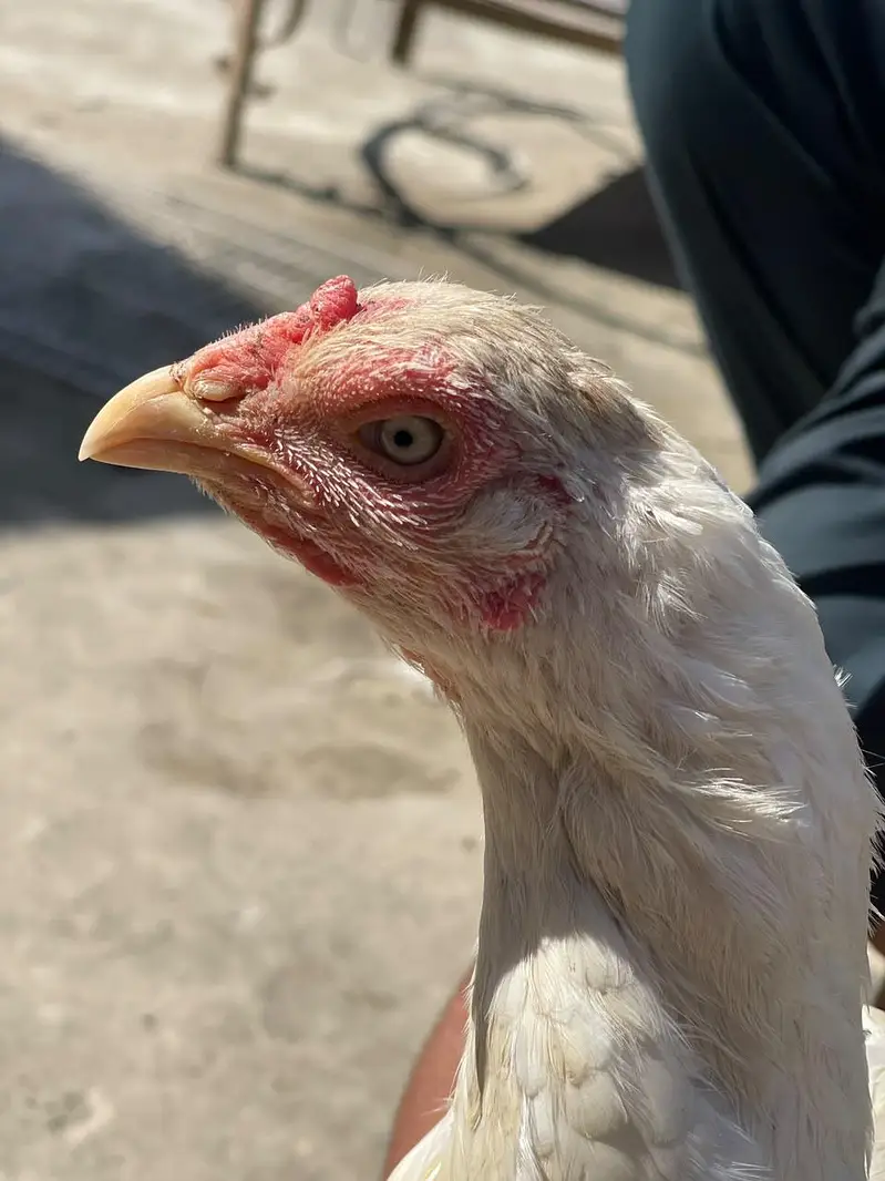 Quality Pure Heera Female — photo 4