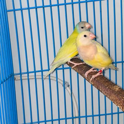 Latino Split Blue Gouldian Black Head
