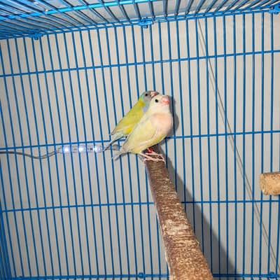 Latino Split Blue Gouldian Black Head