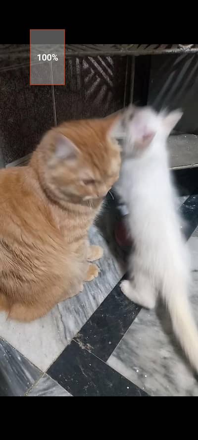 2 male one is 8nmomts second is 1.5 month