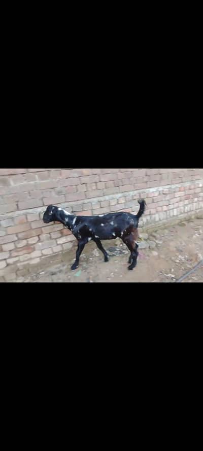 bakri for sale