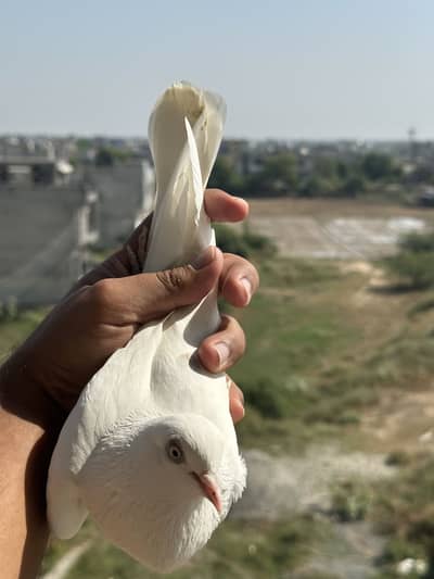 White lal ankh pigeon for sale wala sufaid navi wala kabotar