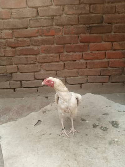 paper white kaani madi for sale
