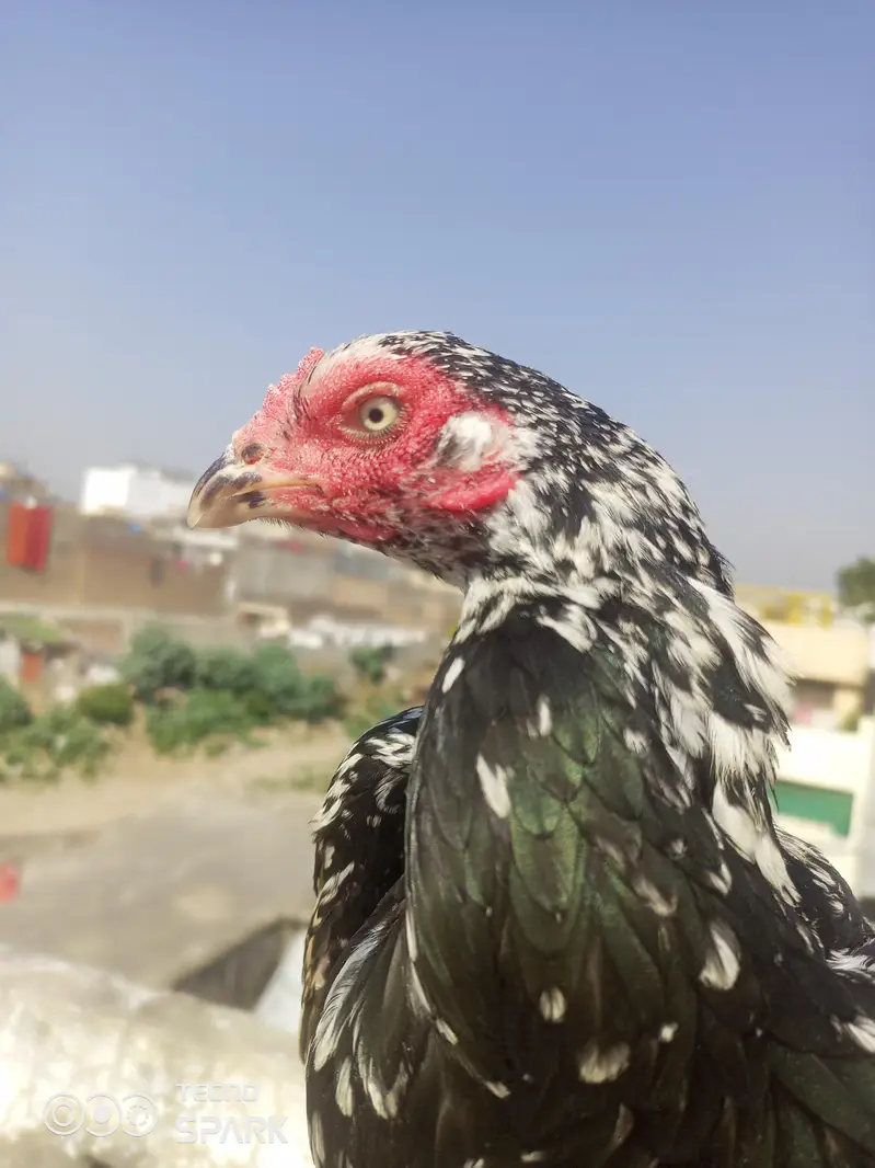 Hira madi or cheni madi — photo 4