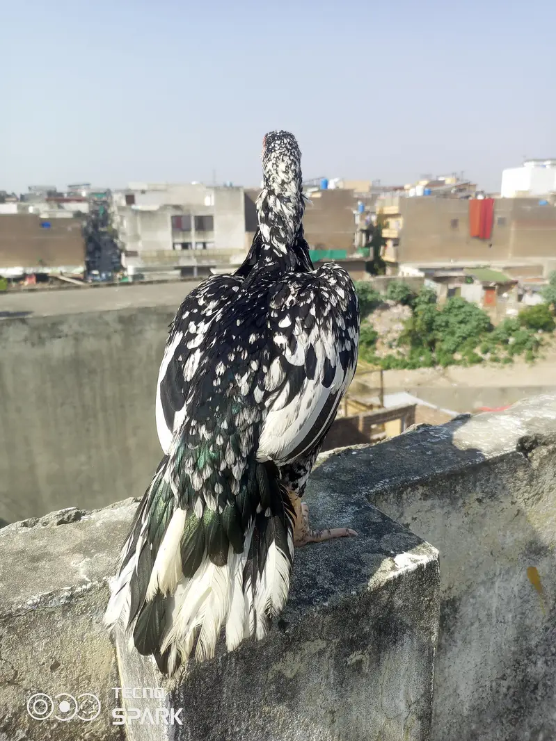 Hira madi or cheni madi — photo 5