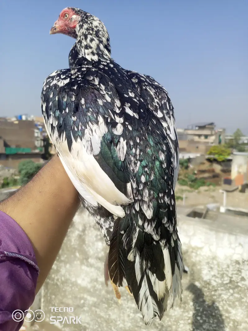 Hira madi or cheni madi — photo 6