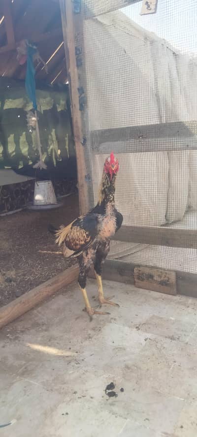 Asseel Chicken Ready To Lay Eggs Available for Sale