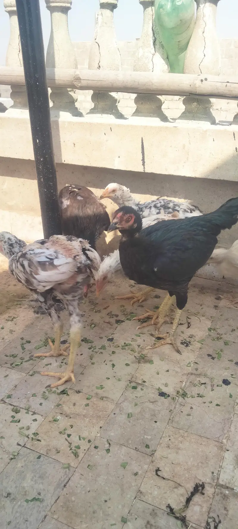 Asseel Chicken Ready To Lay Eggs Available for Sale — photo 2