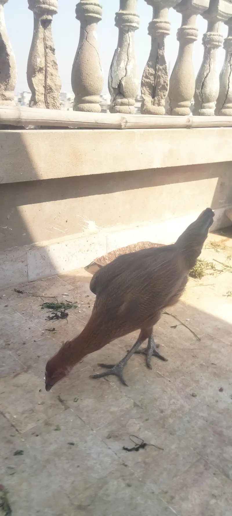 Asseel Chicken Ready To Lay Eggs Available for Sale — photo 3